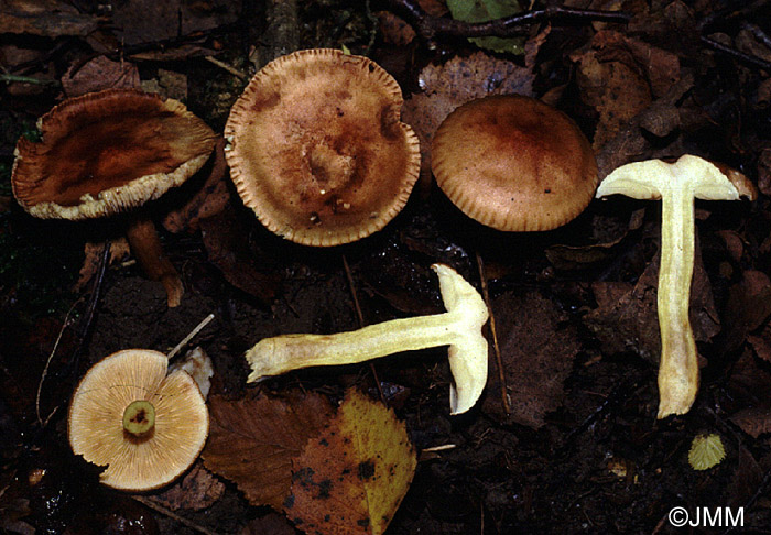 Tricholoma fulvum.JPG