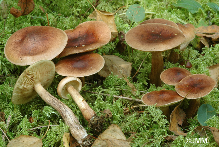 Tricholoma fulvum 2.JPG