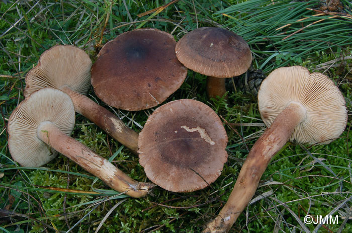 Tricholoma imbricatum 3.jpg