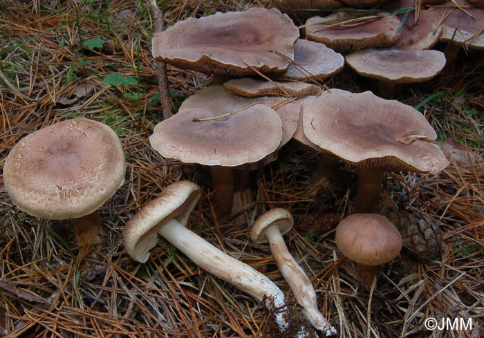 Tricholoma imbricatum 2.jpg