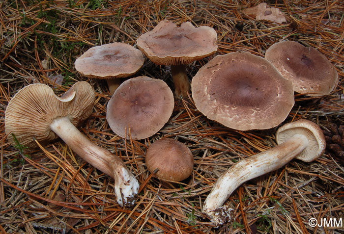 Tricholoma imbricatum 1.jpg
