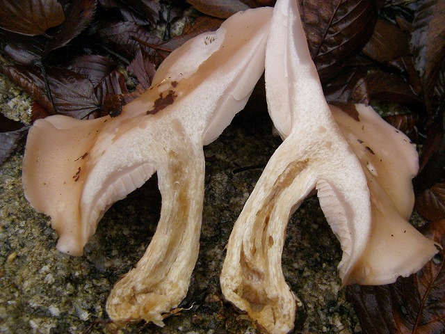 シロシメジ (4).jpg