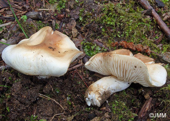 Tricholoma lascivum 1.jpg