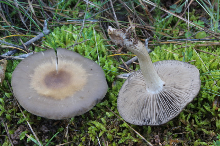 Lyophyllum immundum-46467.JPG