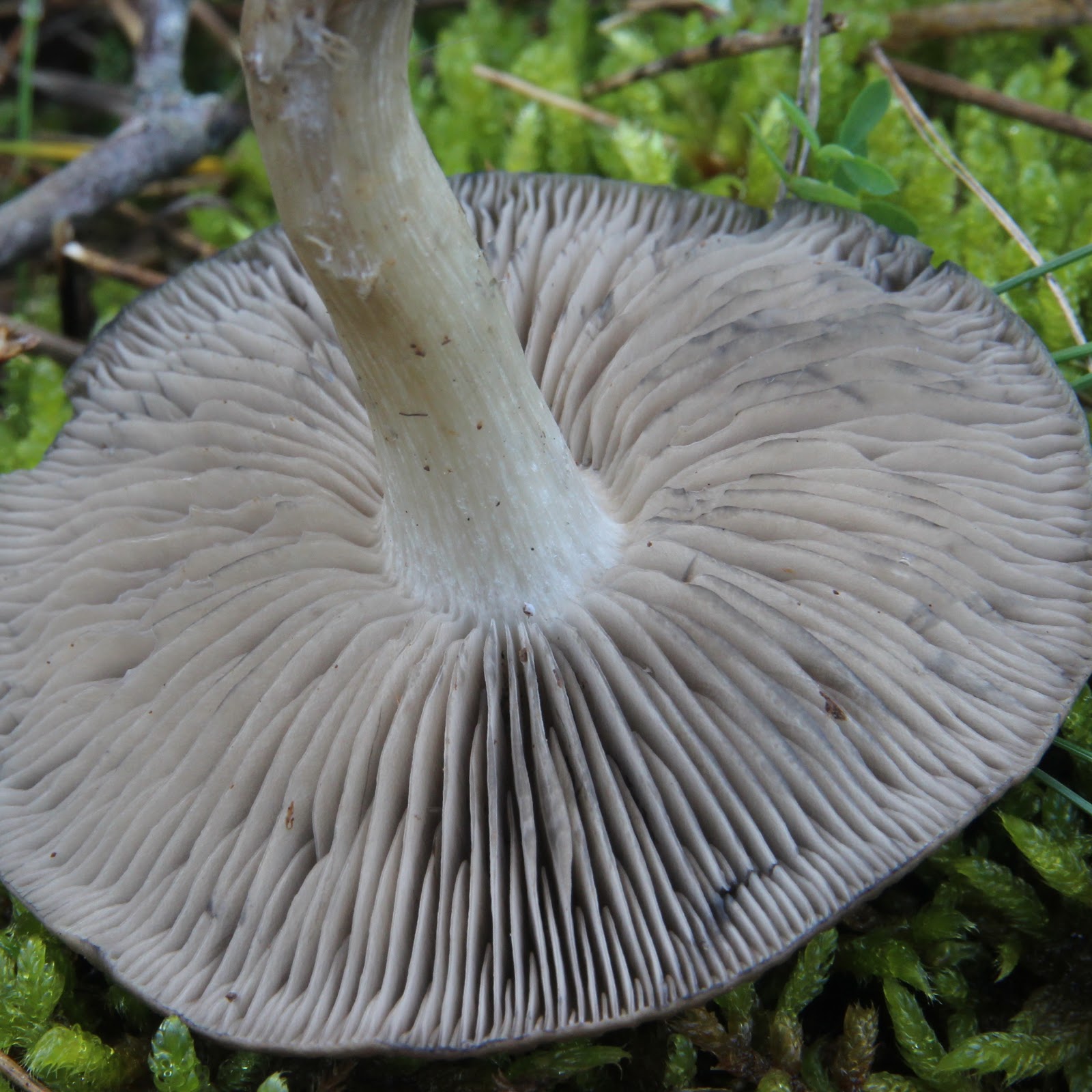 Lyophyllum immundum_himenio.jpg