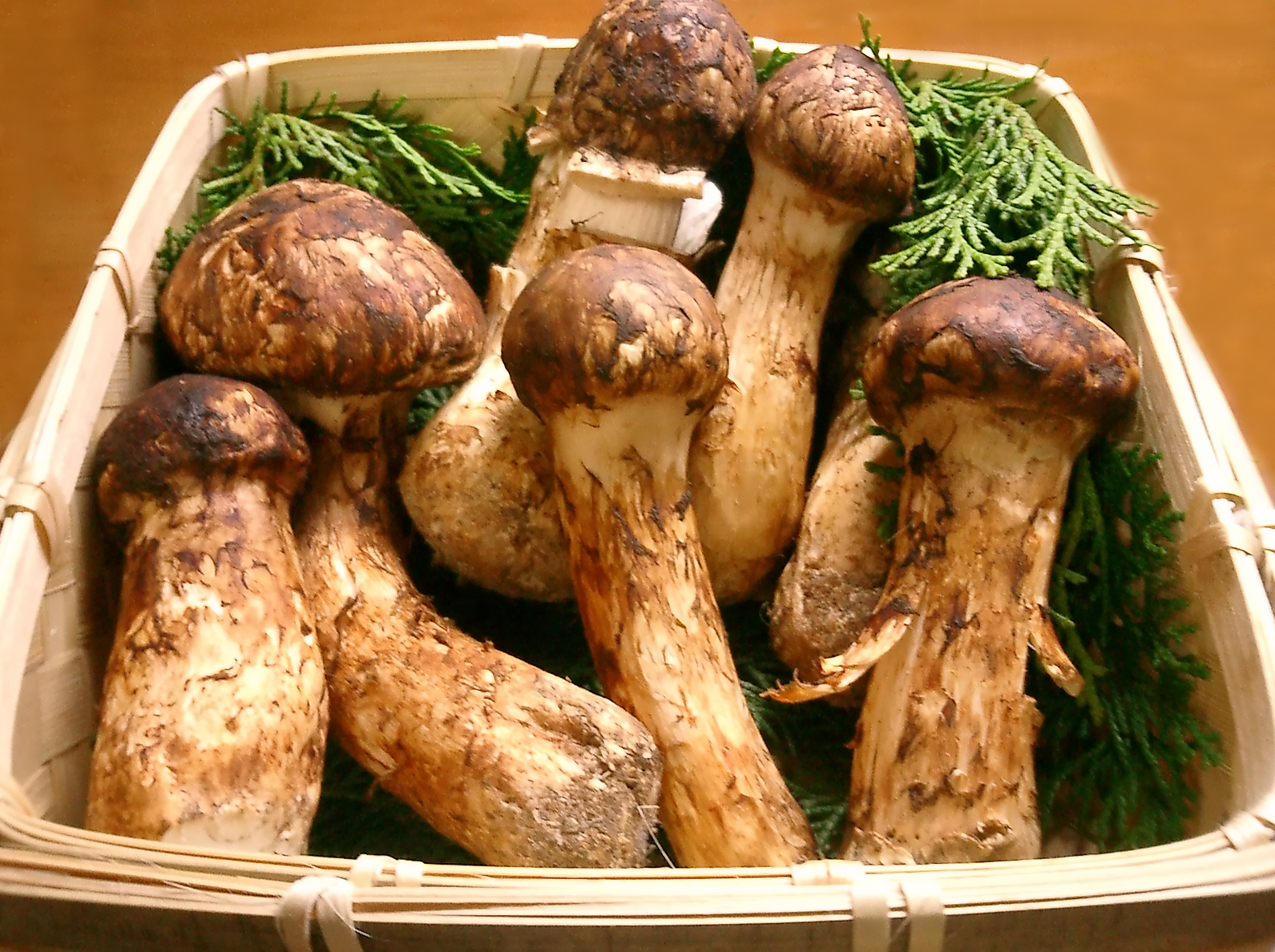 Matsutake.jpg