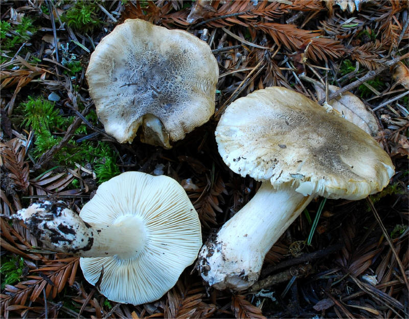 Tricholoma pardinum_small.jpg