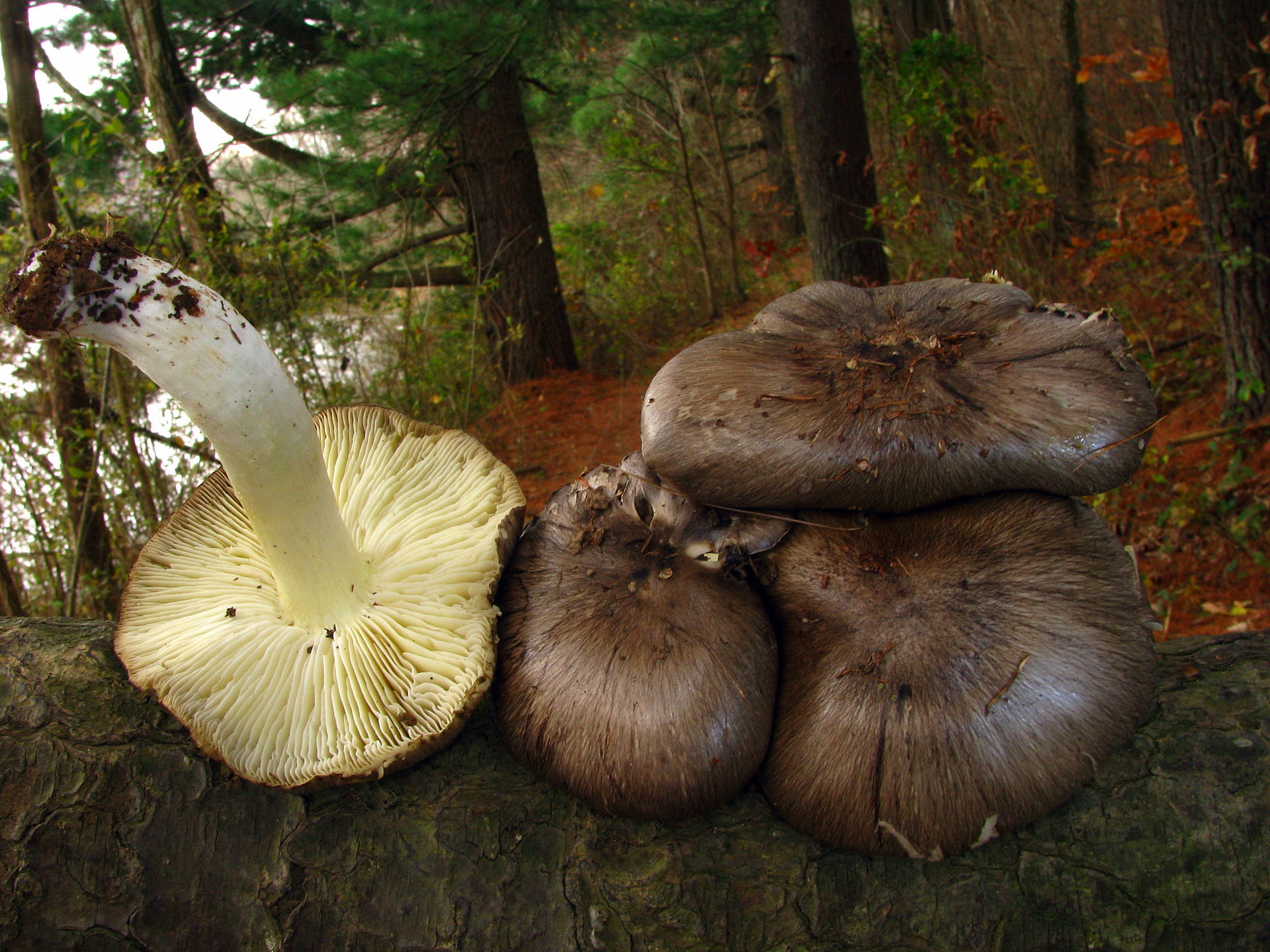 Tricholoma_portentosum_181316.jpg