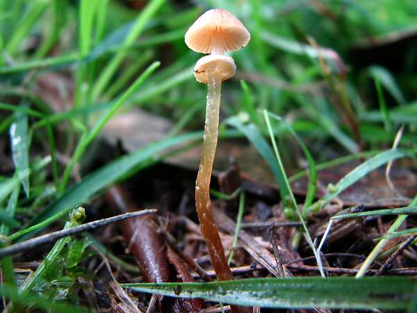 conocybe_filaris_1_buny9.jpg