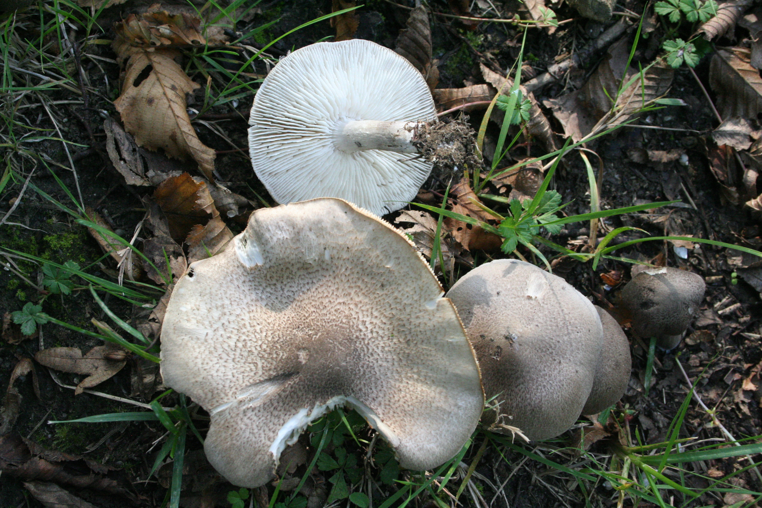 Tricholoma_scalpuratum_20061014wa.jpg