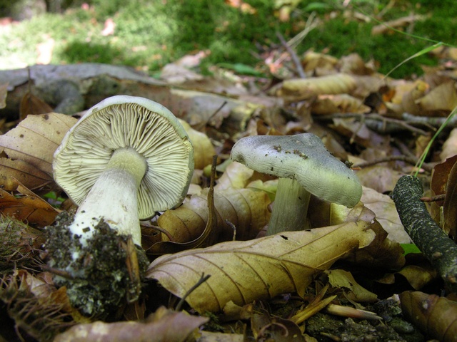 jcs-tricholoma-sciodes-21487.jpg