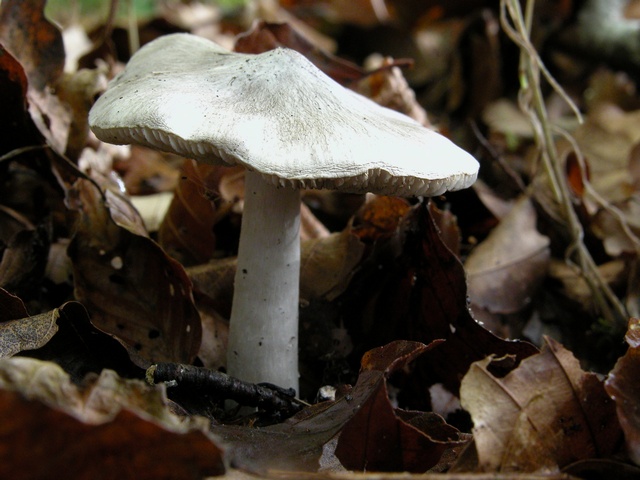 jcs-tricholoma-sciodes-13445 - 복사본.jpg