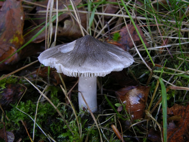 jcs-tricholoma-sciodes-21873.jpg