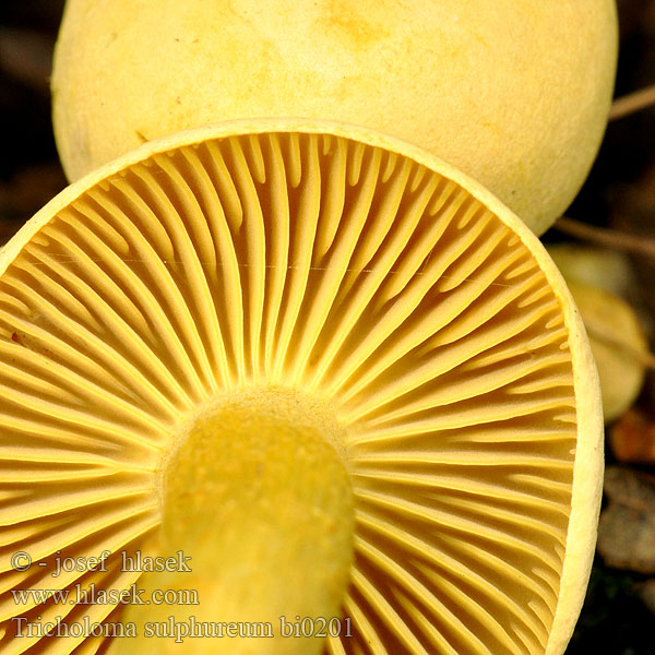 tricholoma_sulphureum_bi0201.jpg