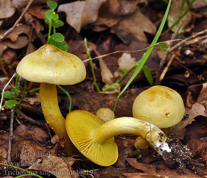 tricholoma_sulphureum_bi0197.jpg