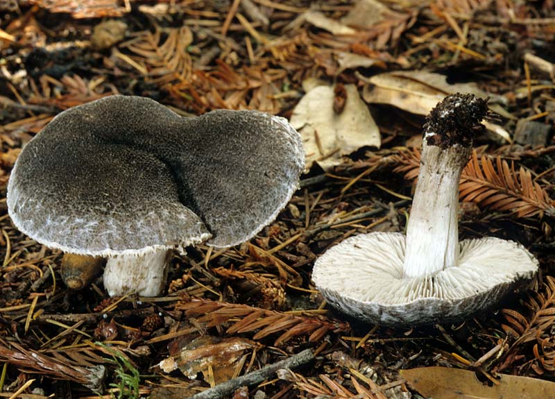 Tricholoma_myomyces(mgw-03).jpg