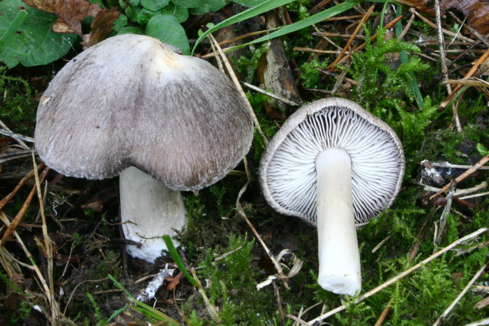 Tricholoma_terreum_20061105wa.jpg