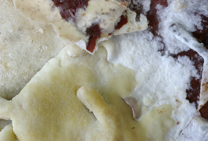 Gloeoporus pannocinctus.jpg