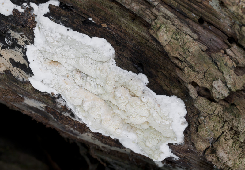 Gloeoporus pannocinctus7.jpg