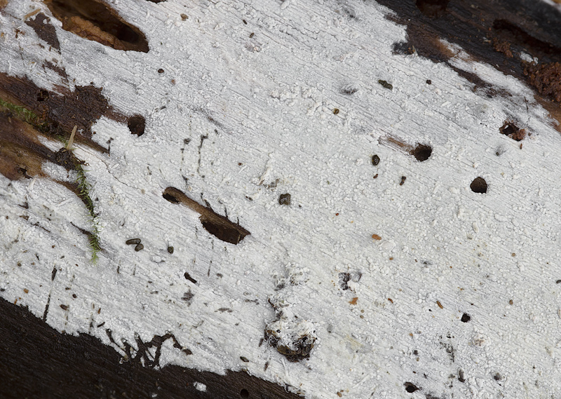 Hypochnicium geogenium.jpg