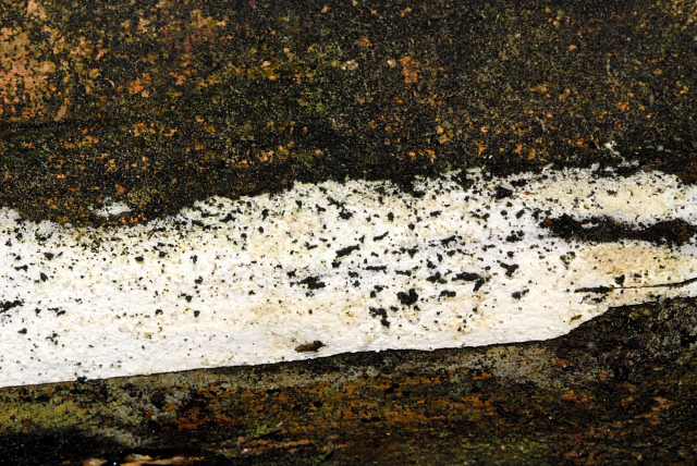 Hyphoderma.argillaceum2.-.lindsey.jpg