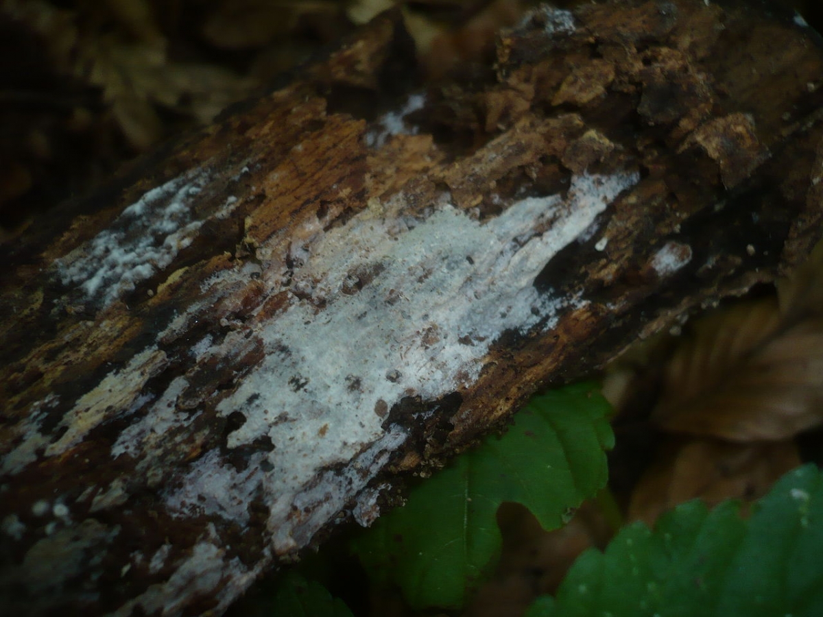1280px-2012-06-20_Hyphoderma_argillaceum_(Bresadola)_Donk_229411.jpg