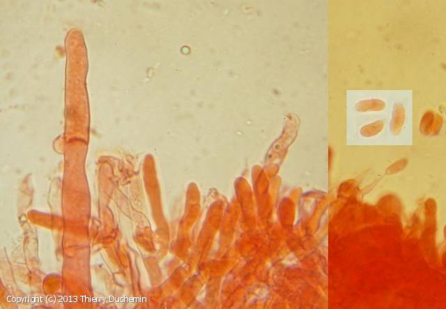 Hyphoderma_setigerum_2013_td_3.jpg