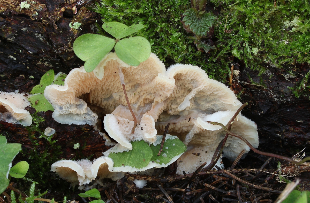 Gallertfleischiger_F?ltling_Merulius_tremellosus.jpg