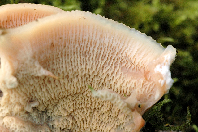 Merulius.tremellosus2.-.lindsey.jpg