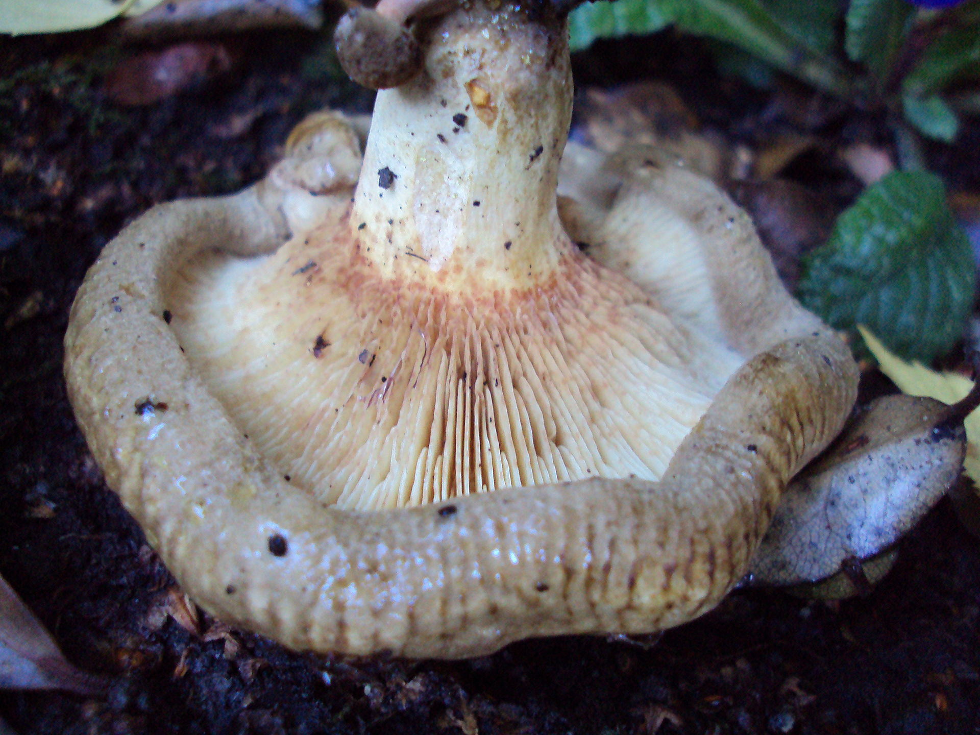 Paxillus_involutus_119524.jpg