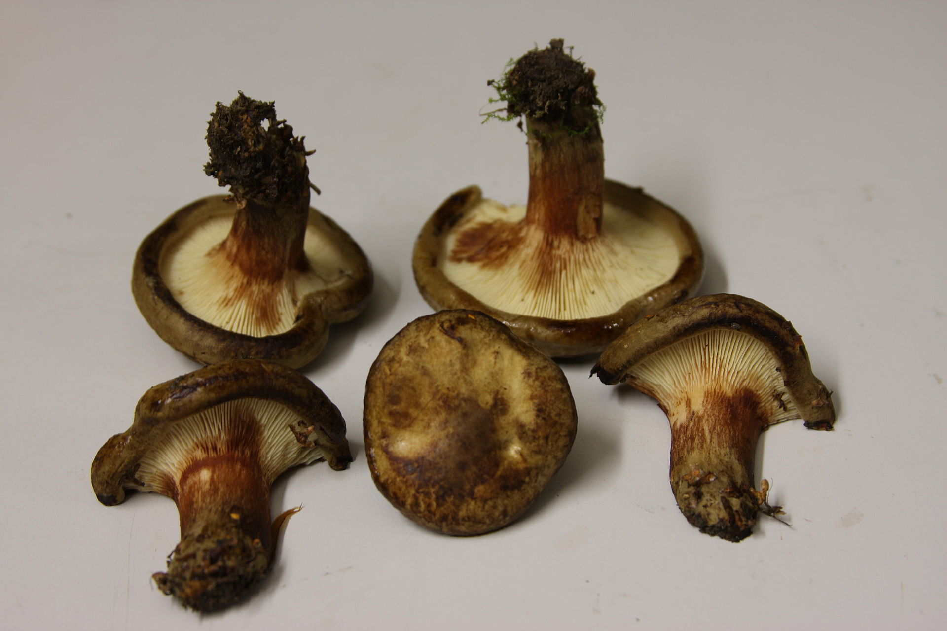Paxillus_involutus_112885.jpg