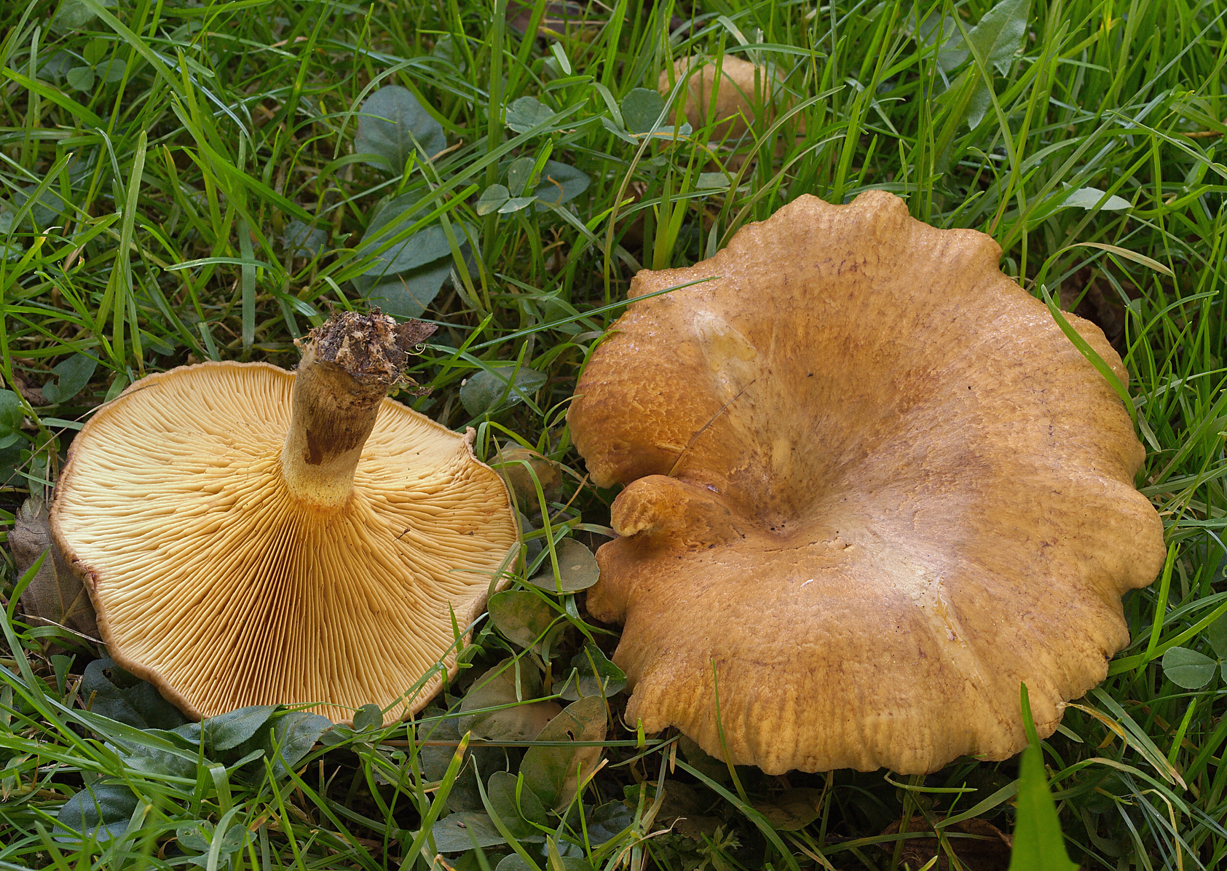 2008-08-30_Paxillus_rubicundulus.jpg