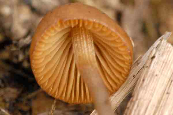 Conocybe.subovalis4.jpg
