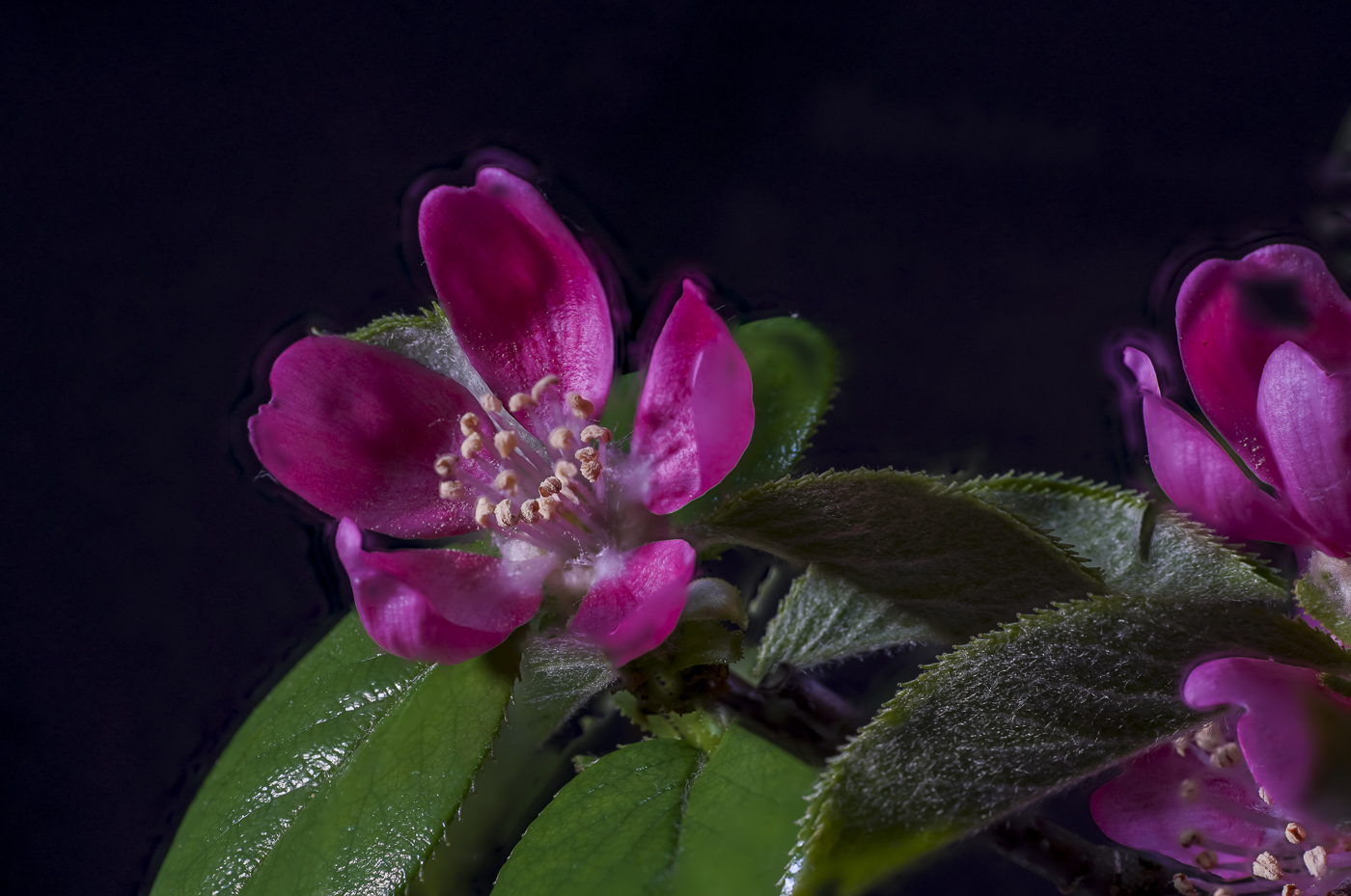 2025-02-09 14-50-26 (S25)-2.jpg