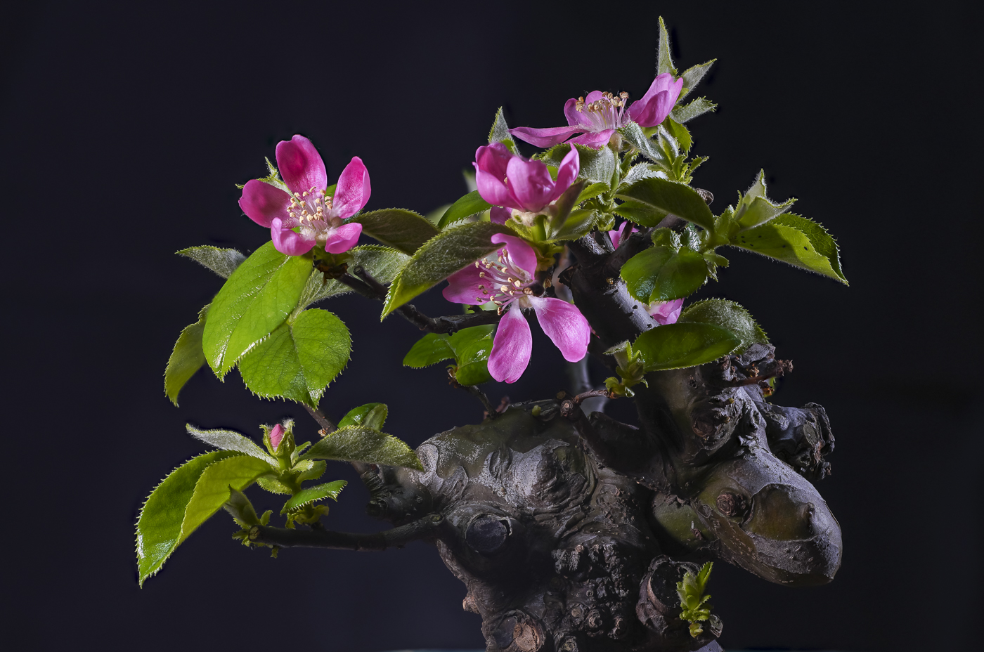 2025-02-09 14-55-04 (a7R4_89).jpg