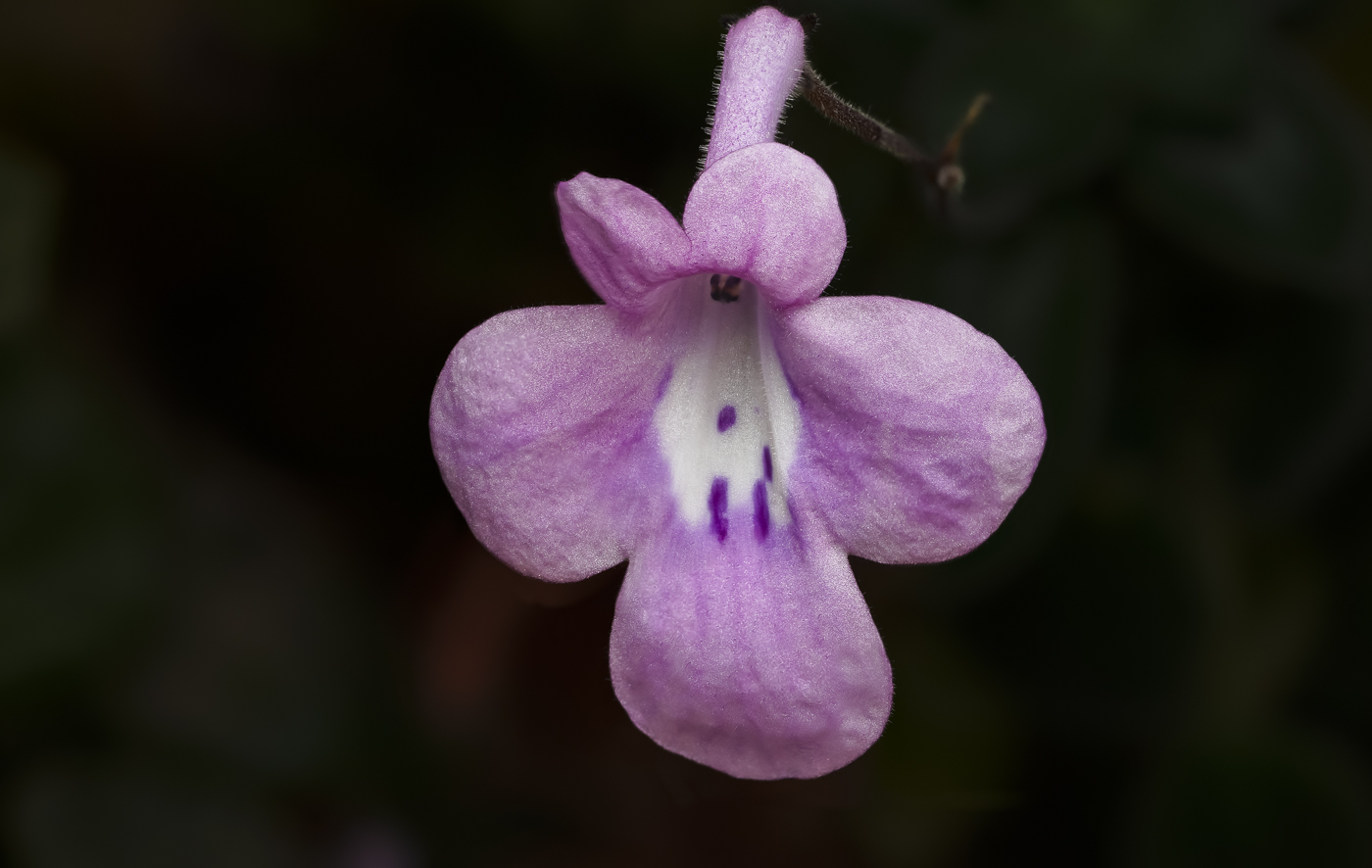 2025-02-14 17-51-14 (A,R8,S4)-2.jpg