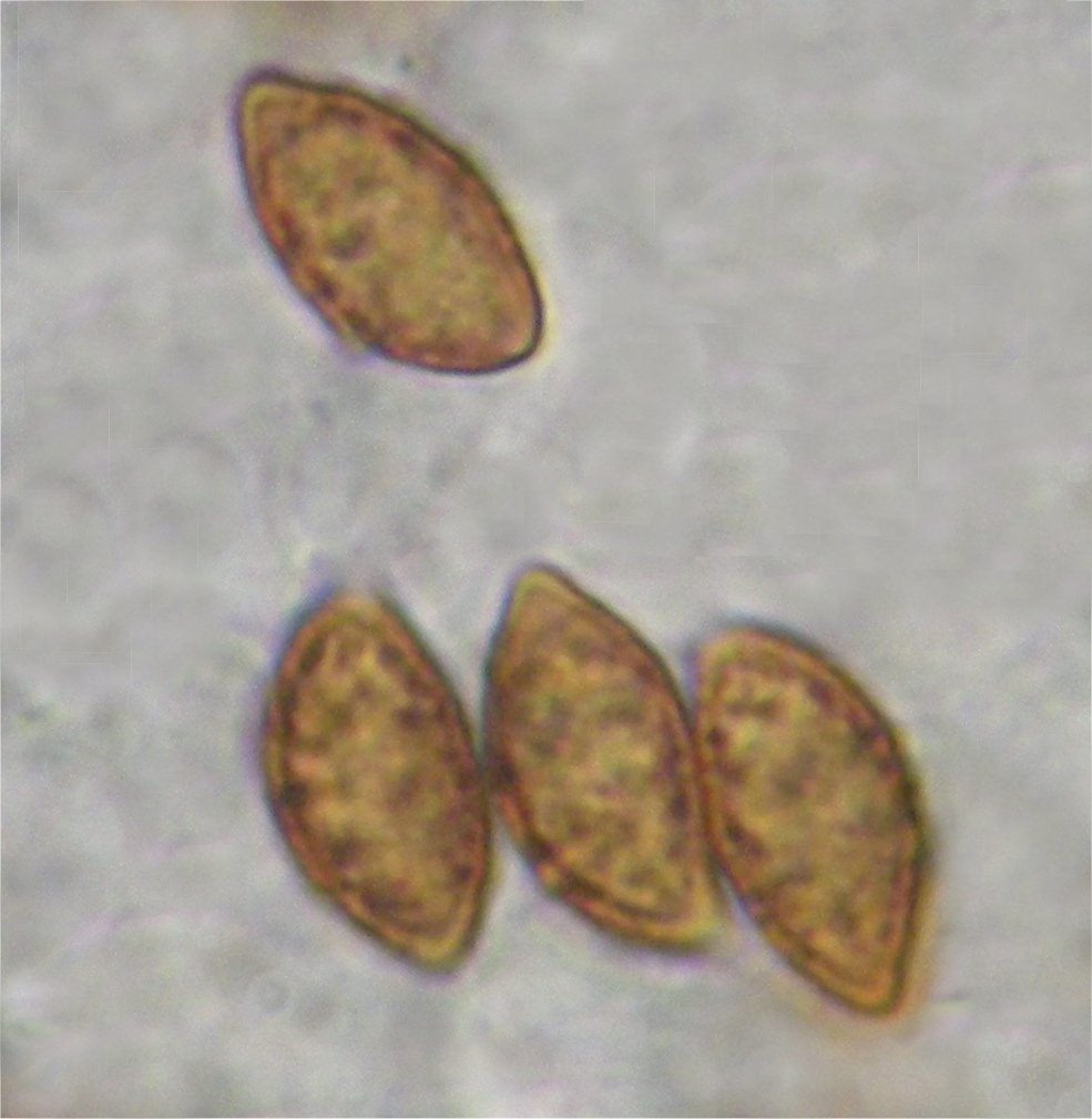 Cortinarius calochrous var. coniferarum 19741 spores.jpg