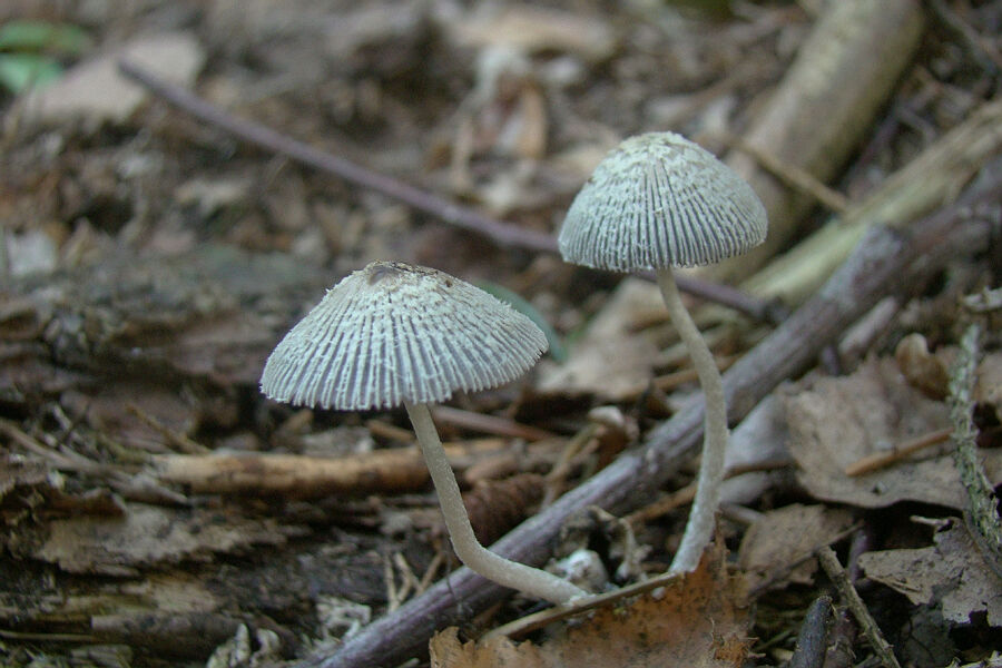 coprinus echinosporus 3.jpg
