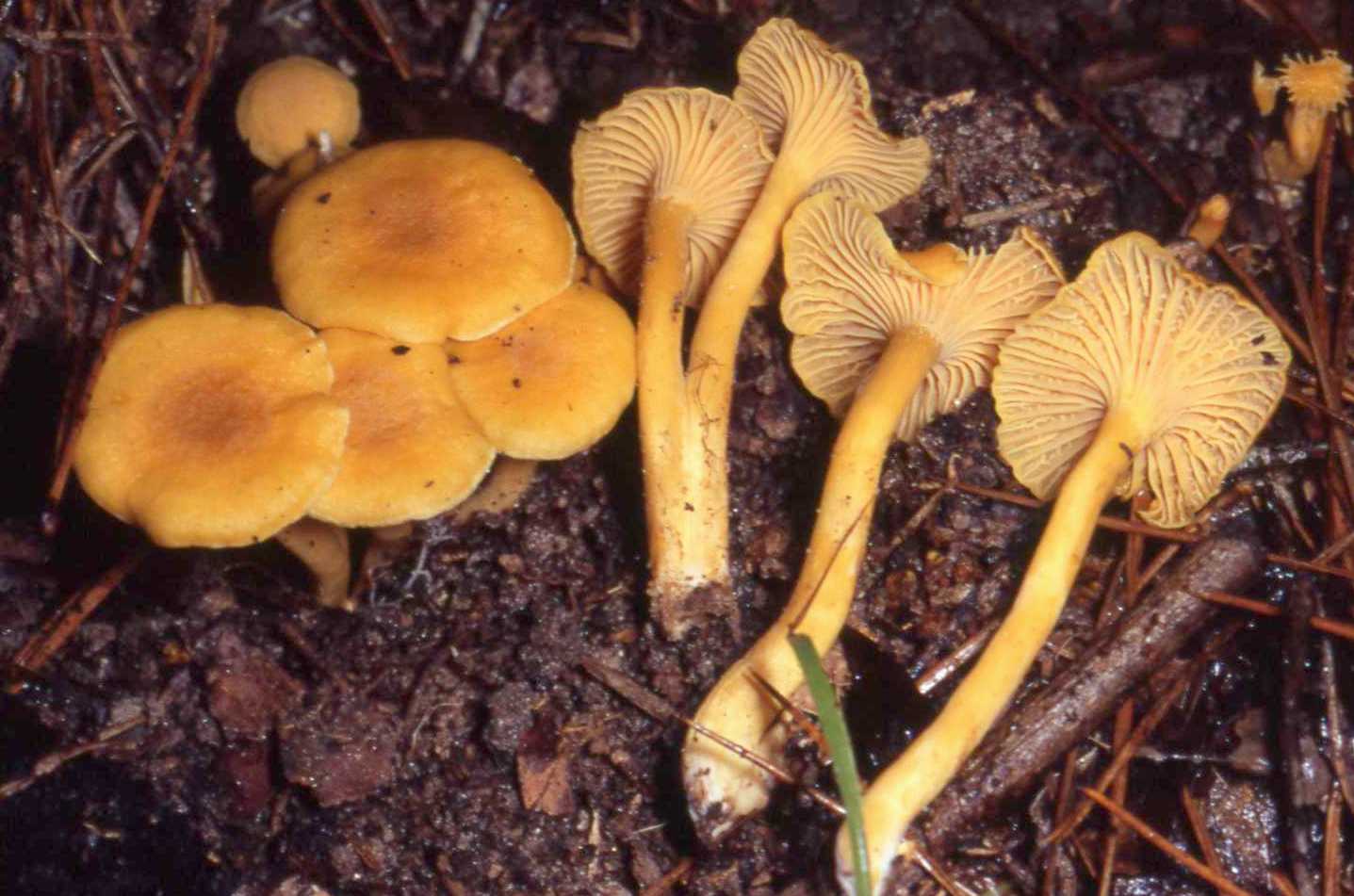 Cantharellus_tabernensis_402516.jpg