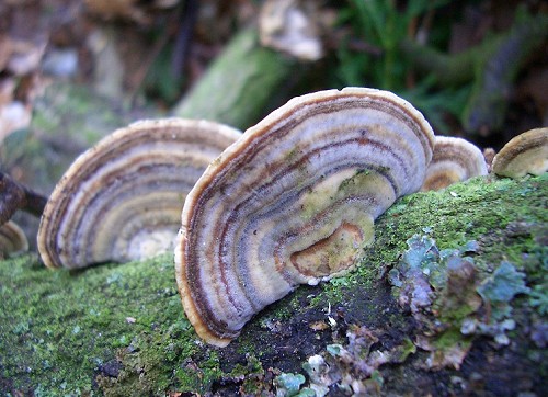 white-rot-fungus-1.jpg