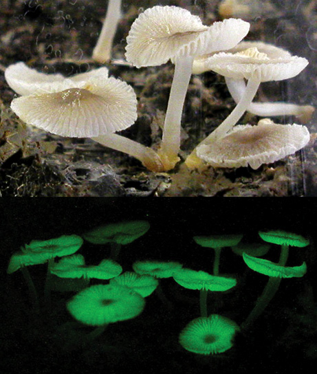 091005-06-glowing-mushroom-chlorophos_big.jpg