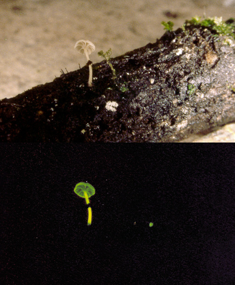 091005-04-glowing-mushroom-abieticola_big.jpg