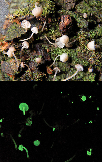 091005-02-glowing-mushroom-luxarboricola_big.jpg