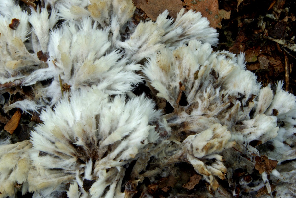 Thelephora penicillata 3, Penseelfranjezwam, Saxifraga-Lucien Rommelaars.jpg