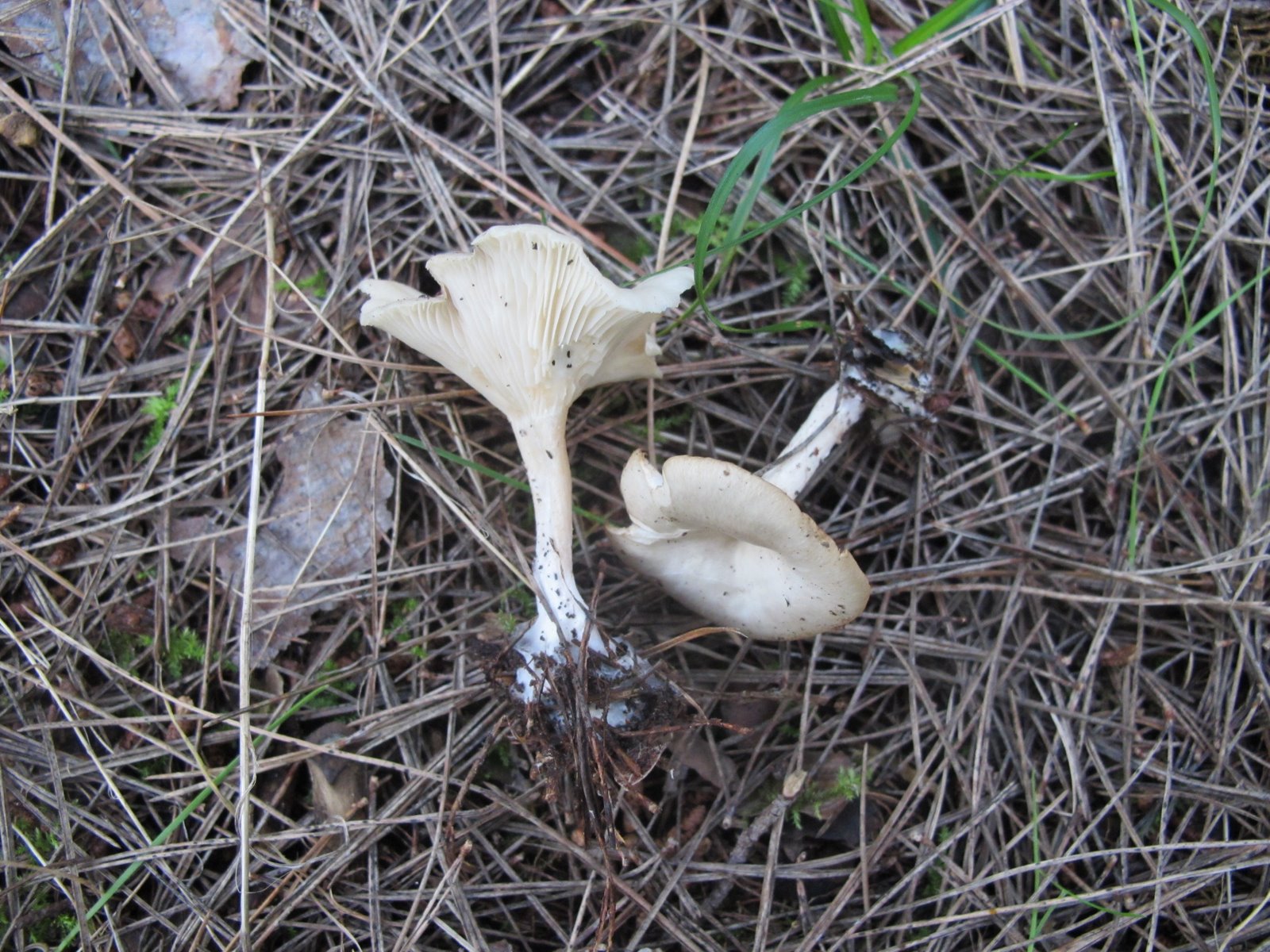 Clirtocybe candicans (Pers.) P. Kumm..jpg