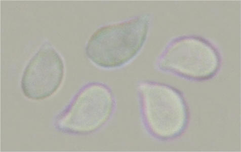 Clitocybe costata 6754 spores_small.jpg