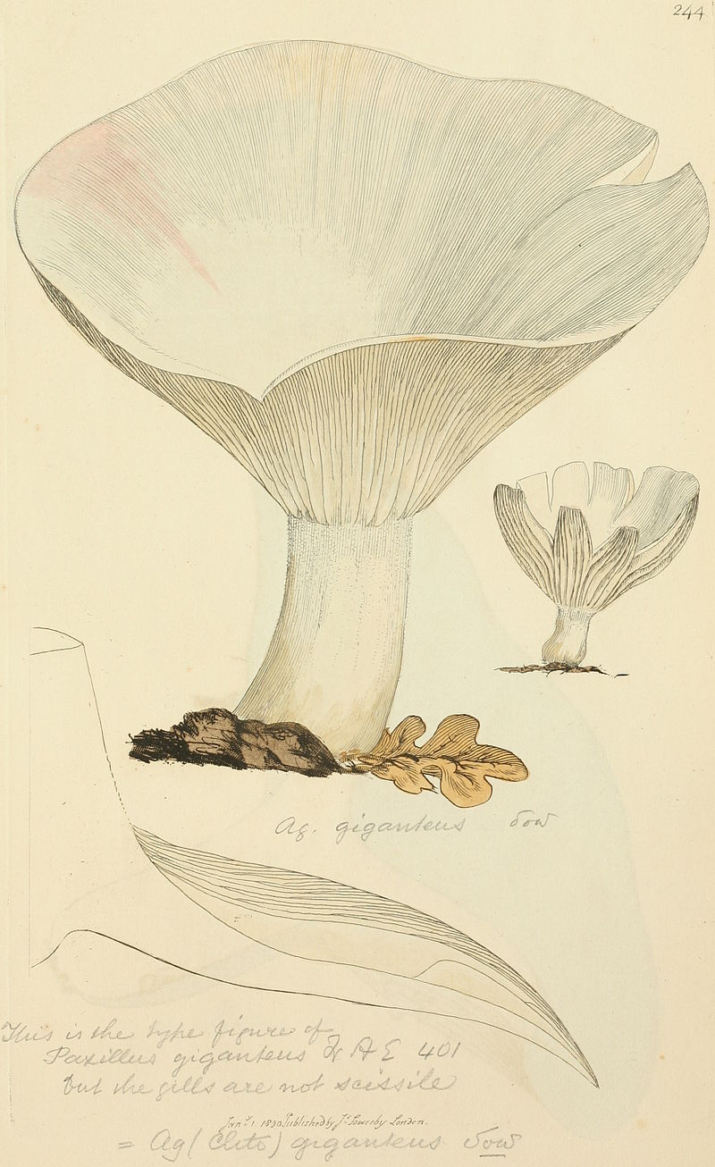 800px-Coloured_Figures_of_English_Fungi_or_Mushrooms_-_t._244.jpg