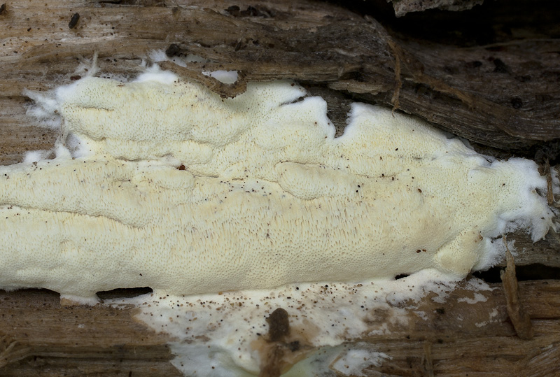 Gloeoporus pannocinctus6.jpg