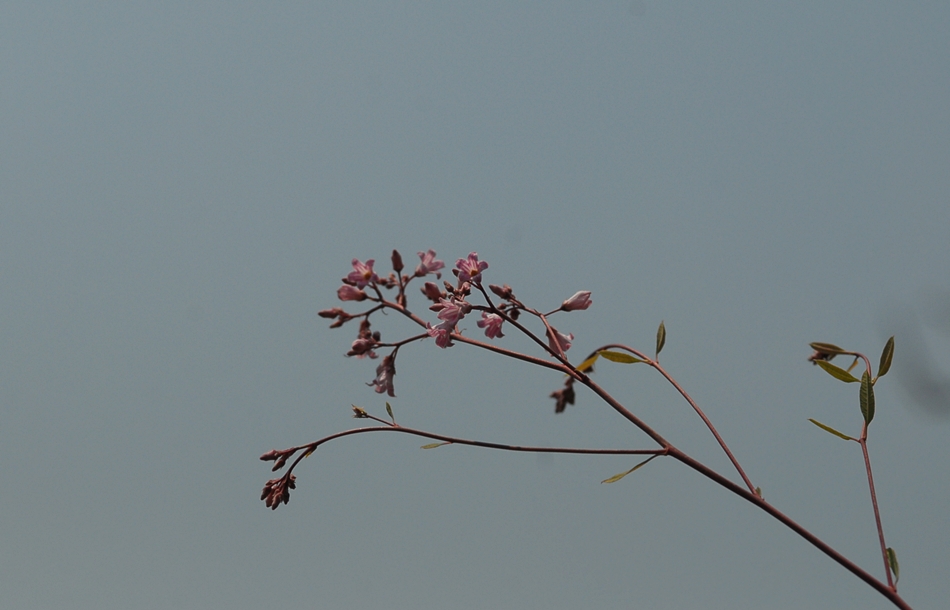 Trachomitum lancifolium1.JPG