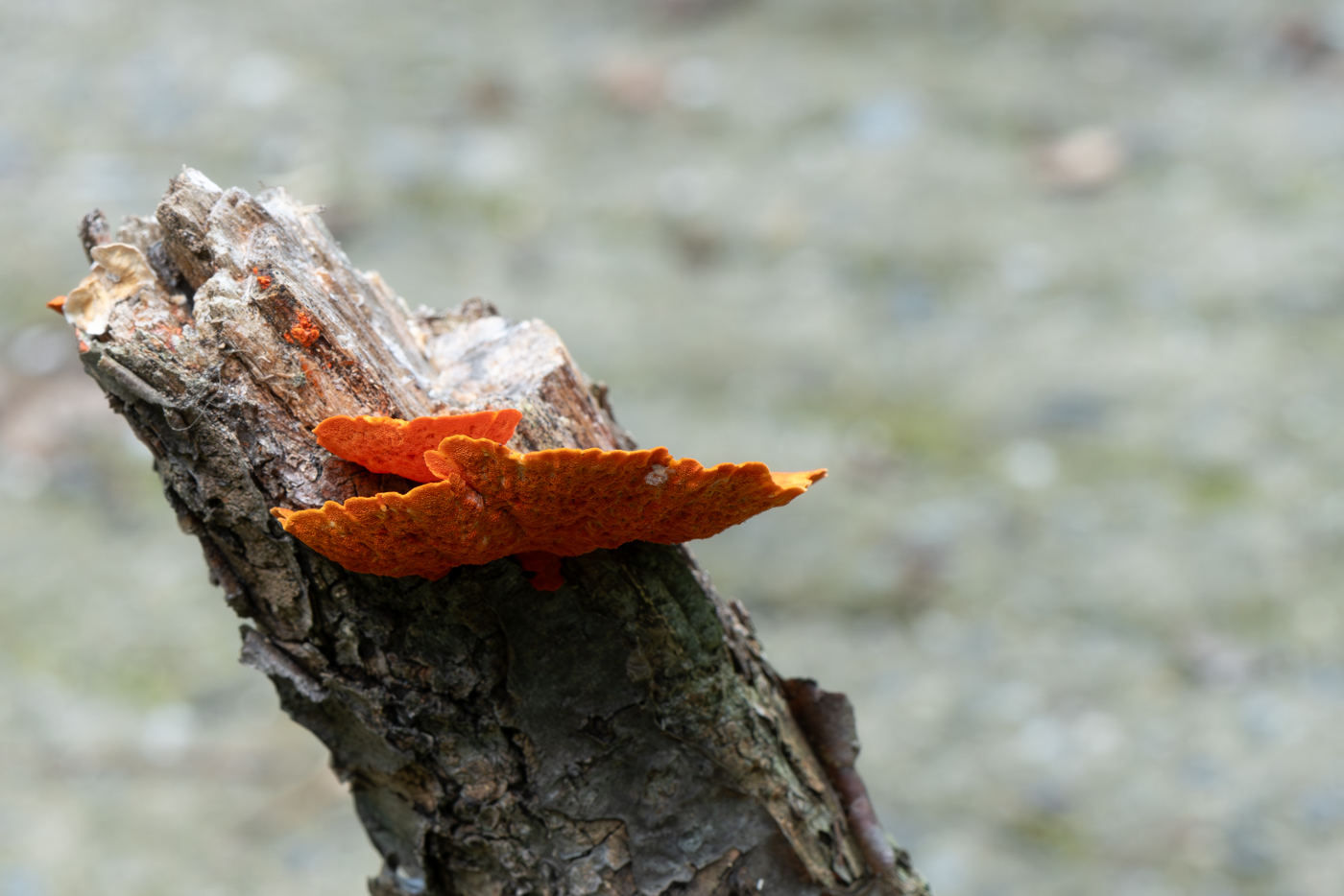 YDY00070.jpg